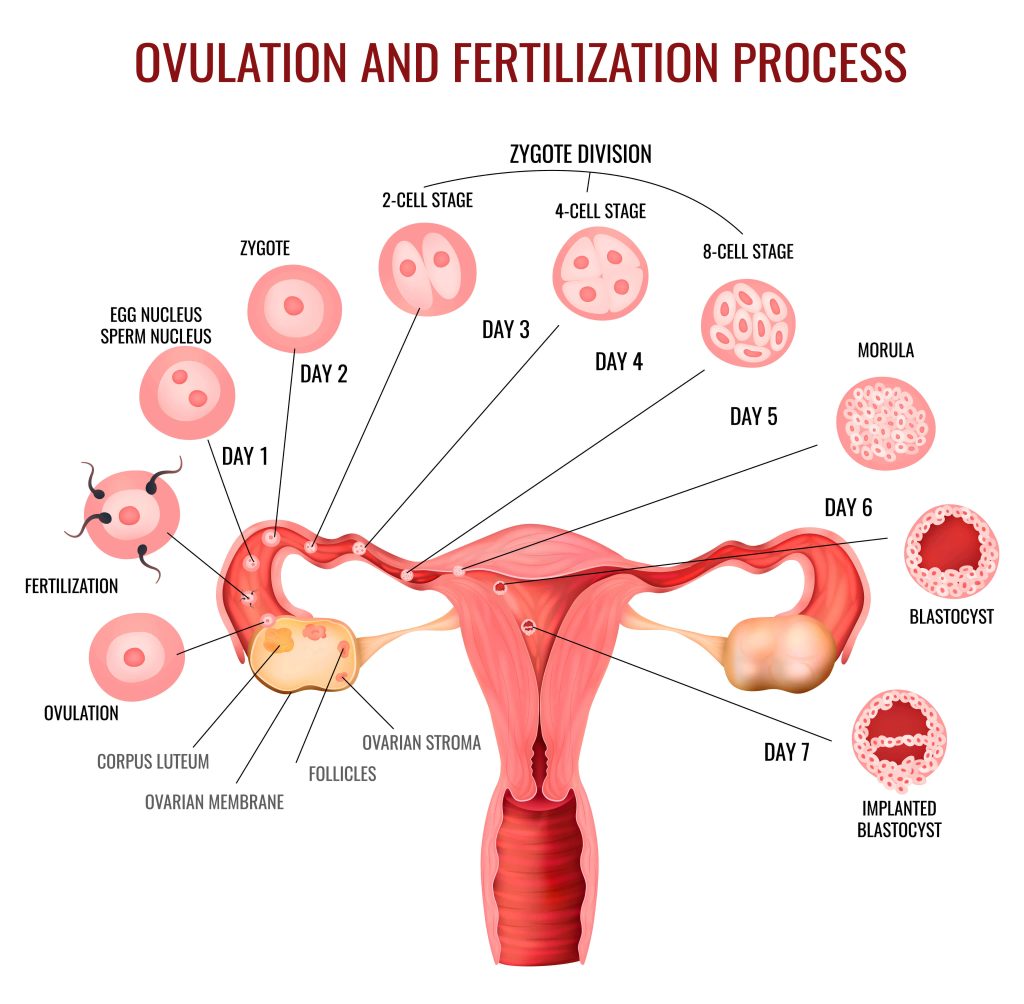 Ovulation Study