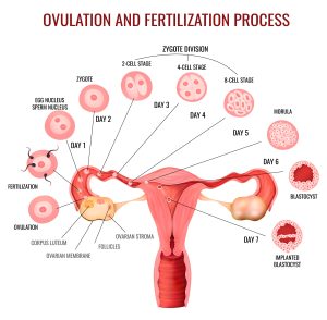 Natural Ovulation Induction Follicular Scan|Study 4pregnancy