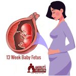 13 week baby fetus